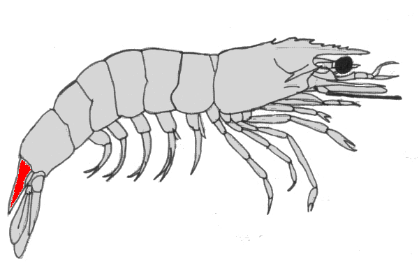 cosas que no sabias como se llaman