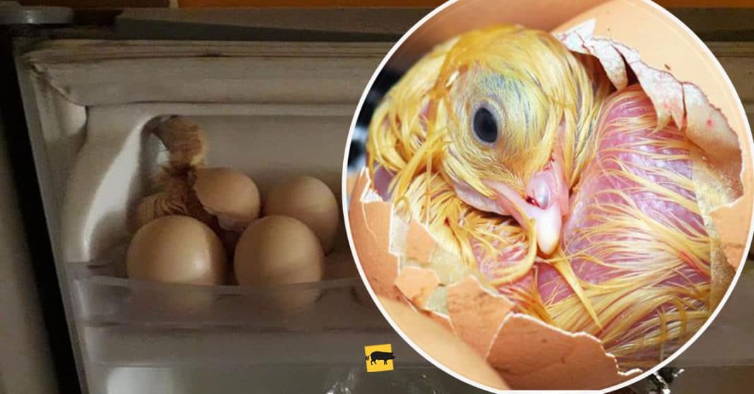 BROMA: Le dice a su madre que ha nacido un pollo en su nevera