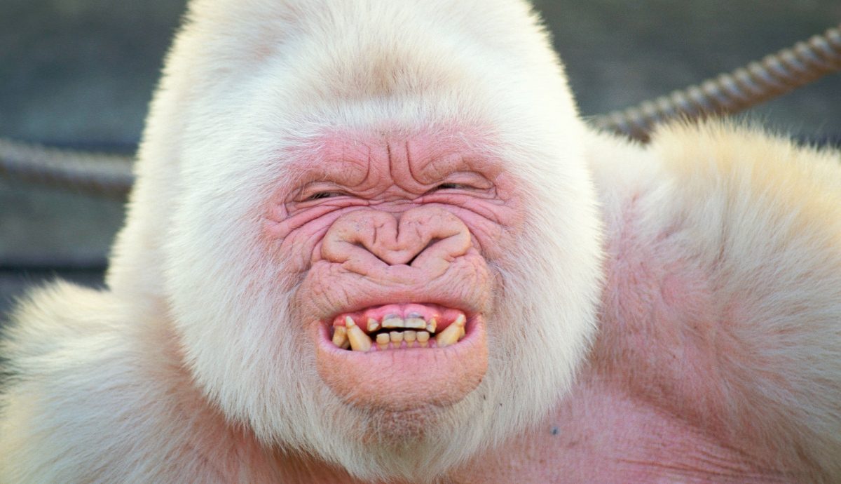 animales blancos con albinismo leucismo