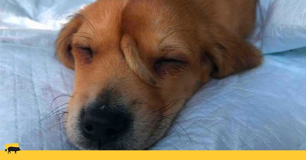 Han rescatado a un cachorro que tiene un rabo en la cabeza y a la gente le encanta