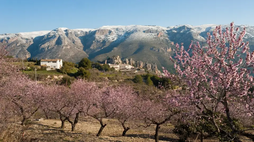 Donde ver los almendros en flor en madrid