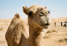 Descalifican a 20 camellos de un concurso de belleza por usar bótox: el postureo estético toca fondo camellos concurso belleza expulsados por usar botox