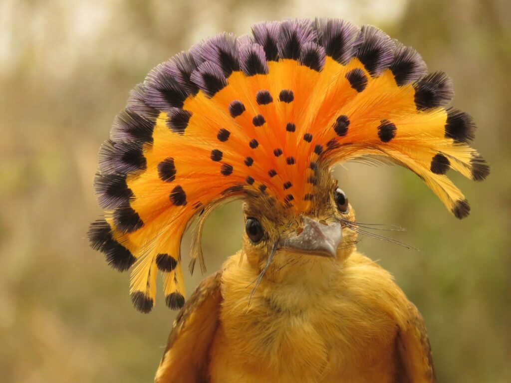 Royal Flycatcher desplegando su cresta, seis gramos de guerra psicológica pura