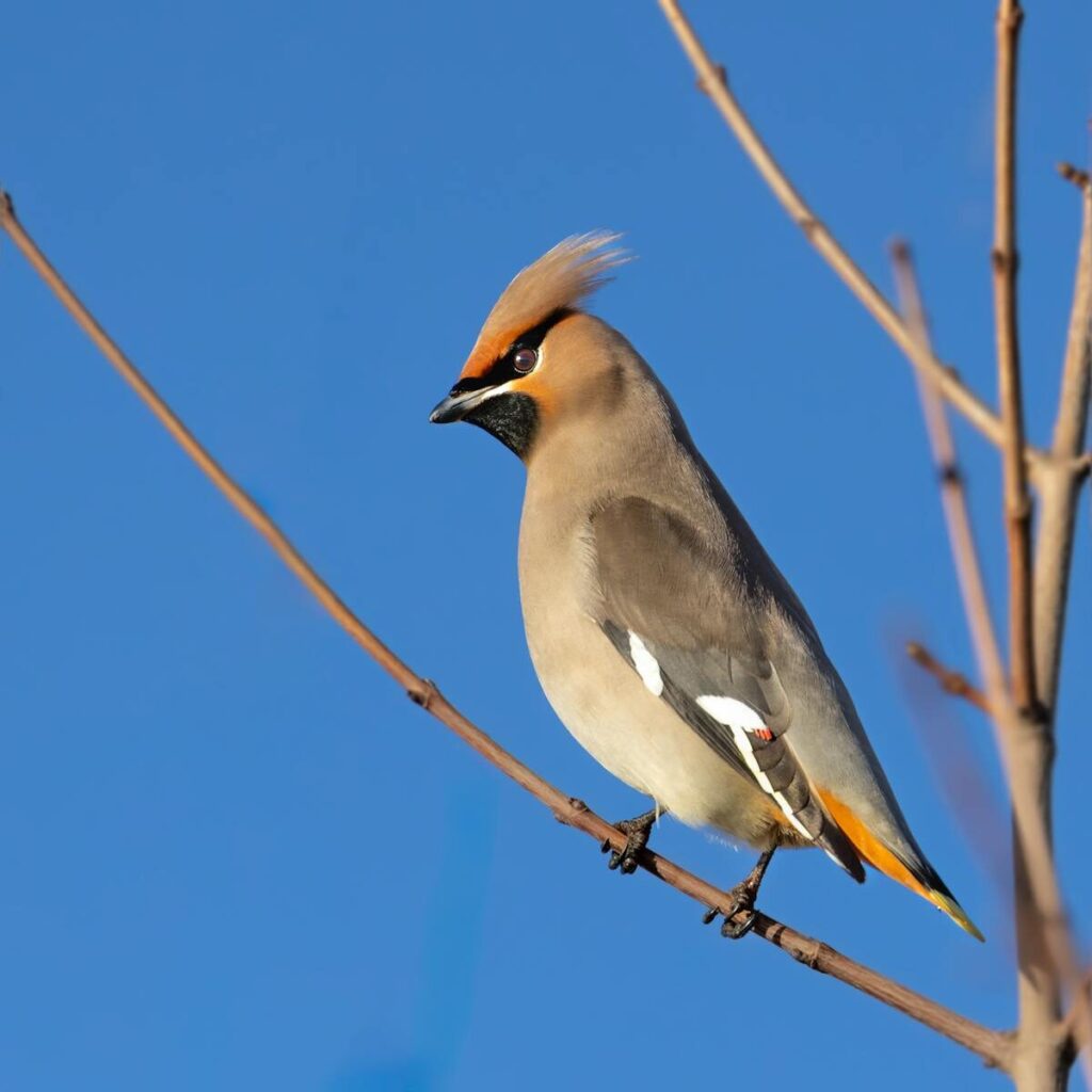 Cedar Waxwing, el ave con resaca crónica y cero remordimientos