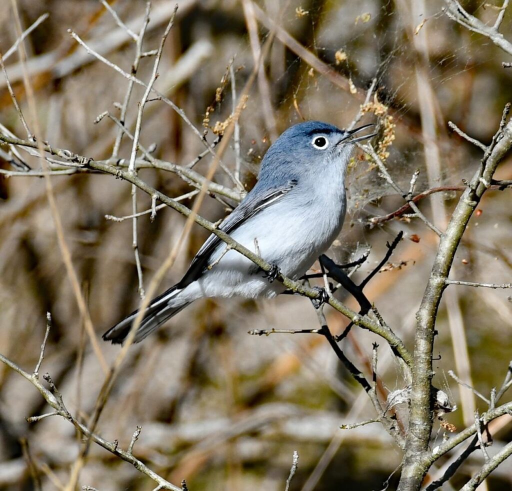 Blue-grey Gnatcatcher, el pájaro de seis gramos con más indignación por centímetro cuadrado del planeta