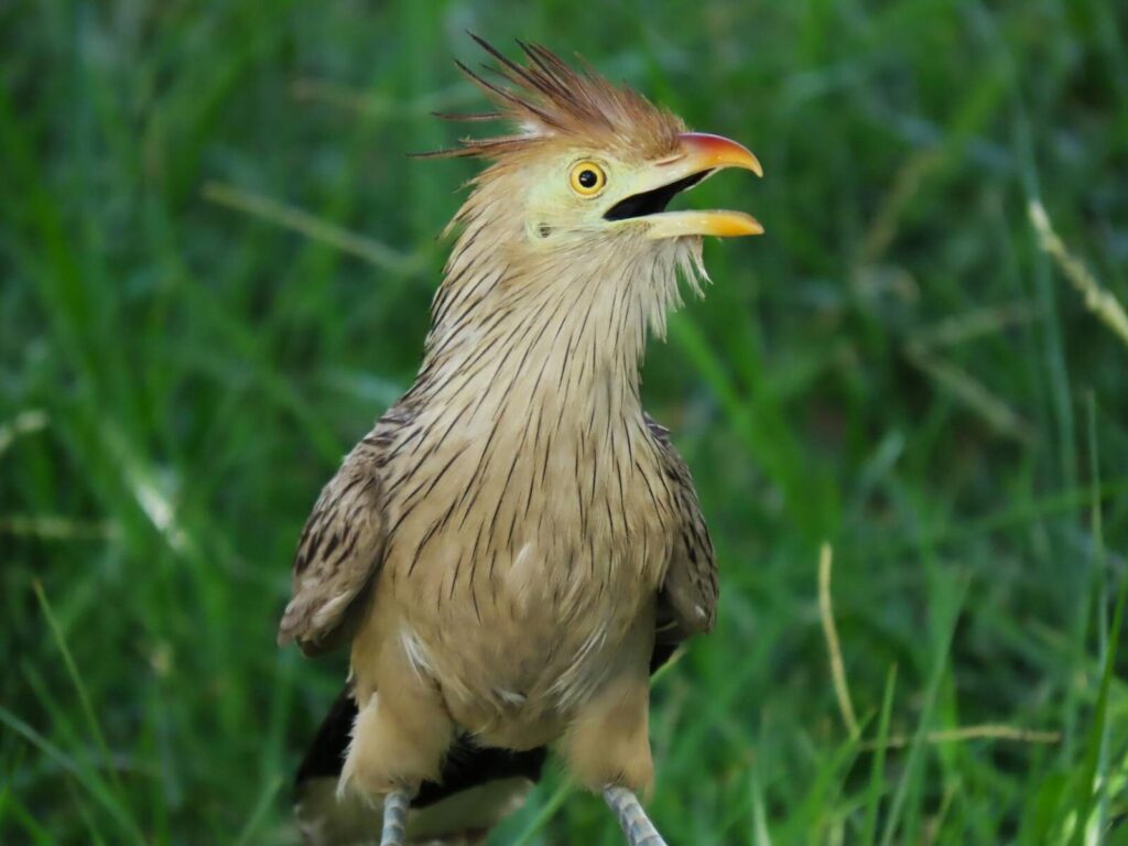 Hoatzin, el ave que huele tan mal que lleva 64 millones de años sin que nadie se lo coma