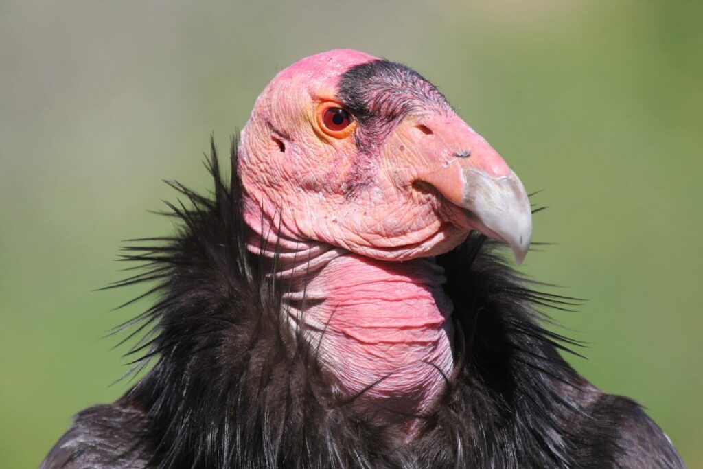Cóndor de California, el ave cuya cara cambia de color según su estado emocional