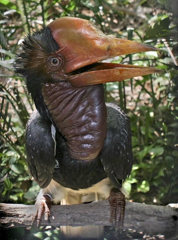 Hornbill Casco, el ave casi extinta porque los humanos quieren sus joyas