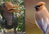 12 aves con cara rara que la evolución creó en un mal día y ya no hubo forma de deshacer 12 aves con cara rara que la evolución creó en un mal día