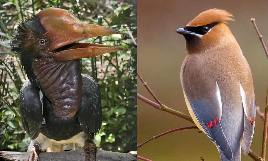 12 aves con cara rara que la evolución creó en un mal día y ya no hubo forma de deshacer 12 aves con cara rara que la evolución creó en un mal día
