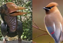 12 aves con cara rara que la evolución creó en un mal día y ya no hubo forma de deshacer 12 aves con cara rara que la evolución creó en un mal día
