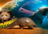 10 animales en peligro de extinción que probablemente no conocías 10 animales muy raros en peligro de extinción que no conocías