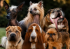 Las 12 razas de perros más feos del mundo (y por eso son una ternura) razas de perros más feos del mundo
