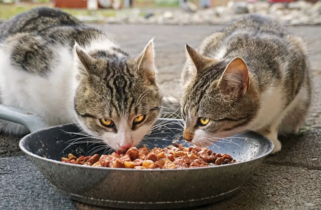 gatos callejeros comiendo