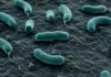 La bacteria ‘come carne’ que está cerrando playas en Alicante no es nueva. El problema es que el Mediterráneo ya no la puede frenar Imagen de microscopio electrónico de la bacteria Vibrio vulnificus, con forma de bastón curvo y flagelo polar, causante de infecciones graves en playas del Mediterráneo