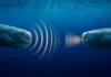 Los cachalotes del Mediterráneo ya no se entienden entre sí: los de Baleares y los de Grecia hablan diferente 2 cachalotes en el agua comunicándose con dialectos distintos en el mediterráneo
