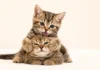 12 curiosidades sobre los gatos que ninguna lista te ha contado 2 gatitos bebe y 12 curiosidades de los gatos