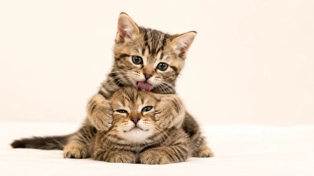 12 curiosidades sobre los gatos que ninguna lista te ha contado 2 gatitos bebe y 12 curiosidades de los gatos