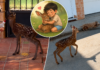 El gabato que perdió a su madre y decidió que ese niño era su familia Un gabato que perdió a su madre y un niño jugando