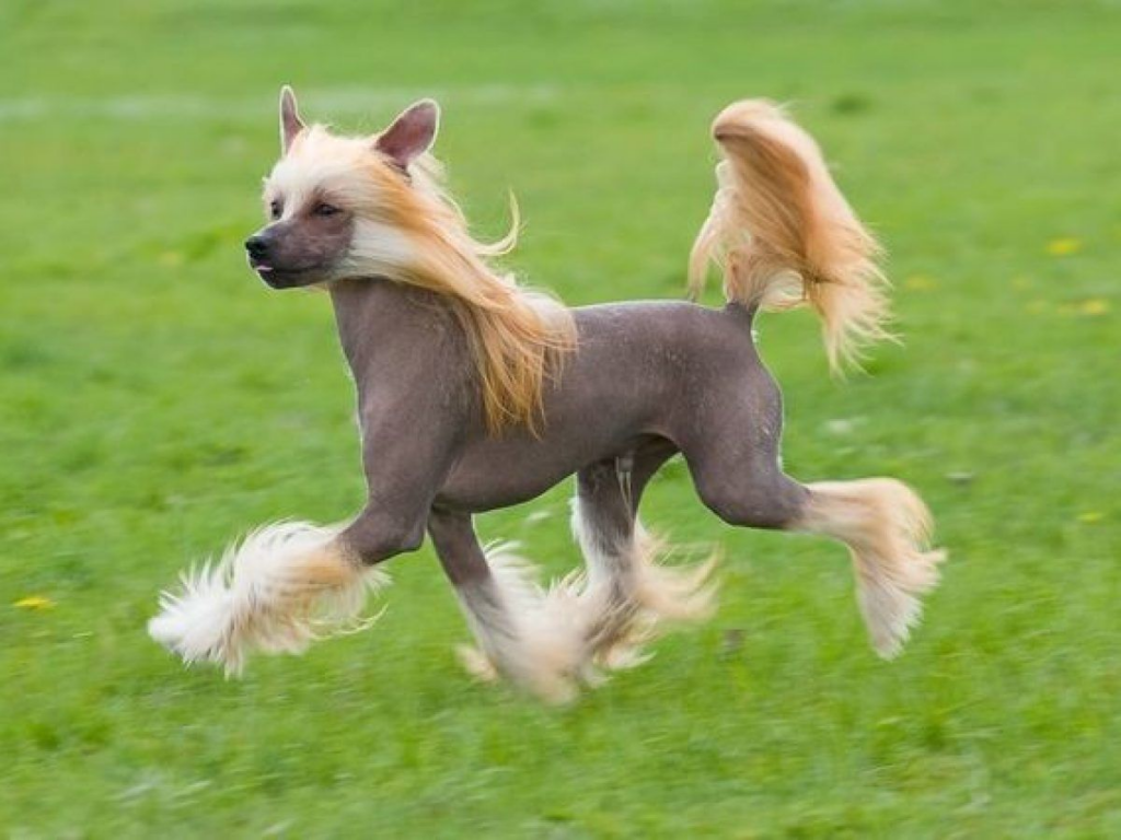 Perro crestado chino