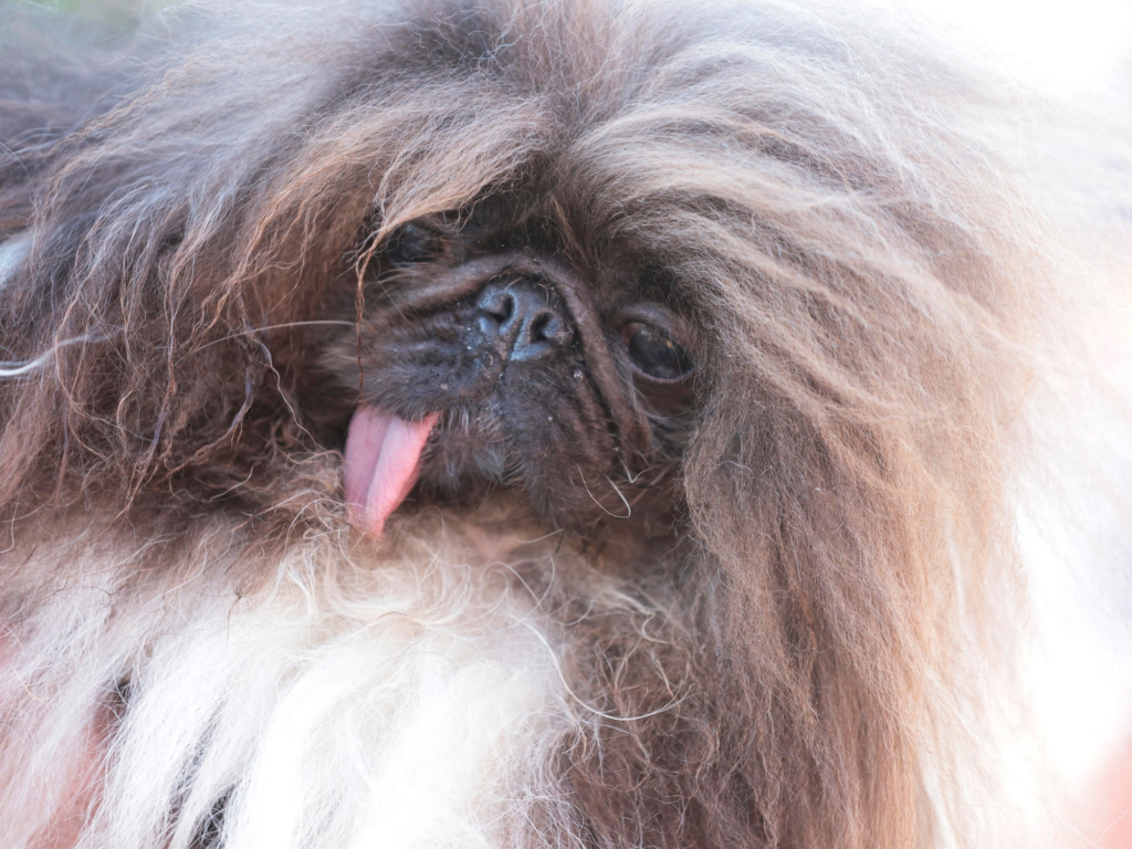 Perro pequinés