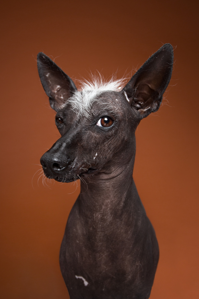Perro xoloizcuintle