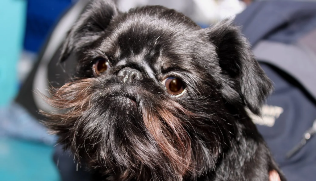 perro Affenpinscher