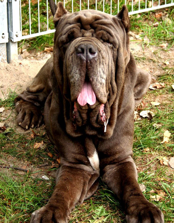 Perro mastín napolitano
