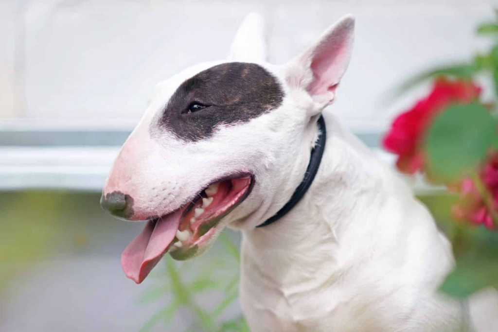 Perro bull terrier