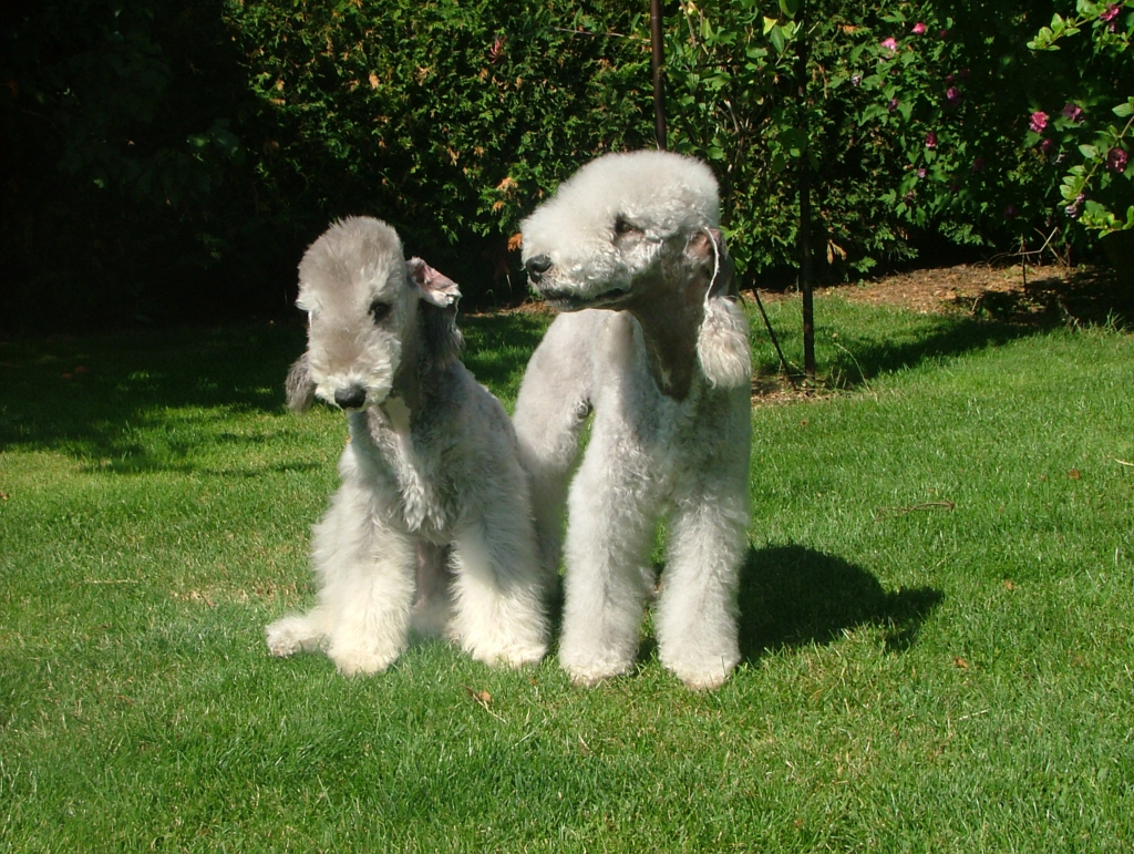 Perro bedlington terrier