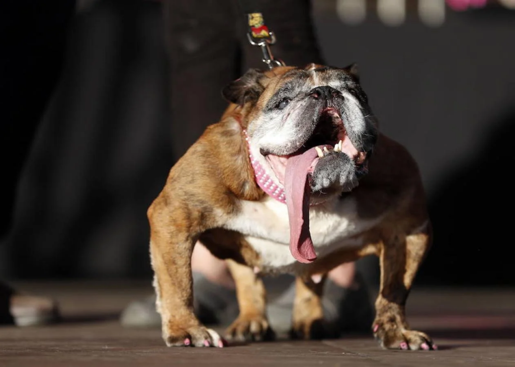 Perro bulldog francés