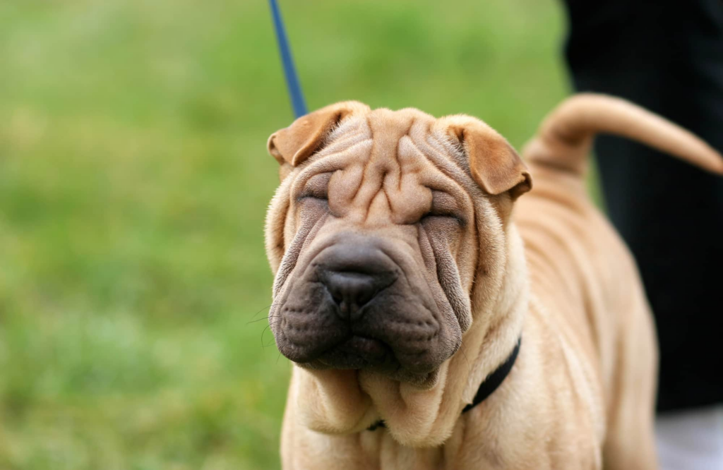 Perro shar pei