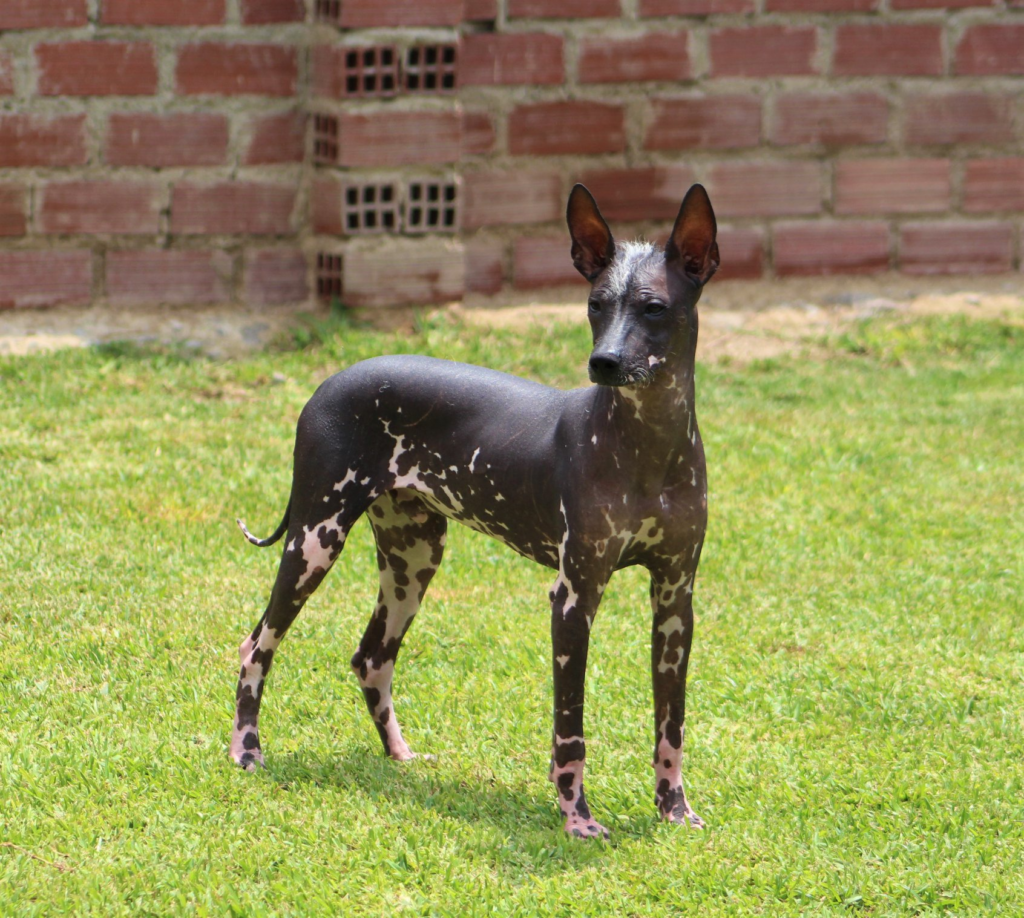 Perro sin pelo peruano