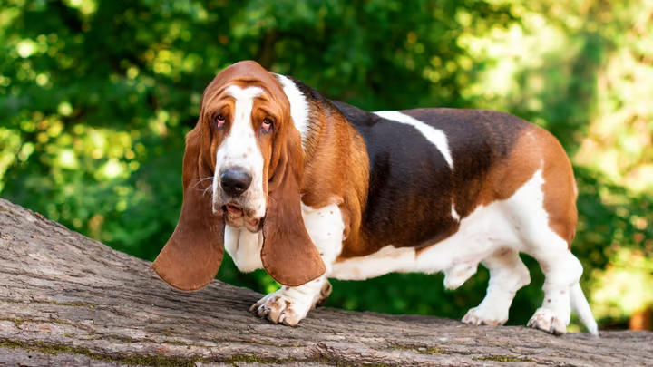 Perro Basset Hound