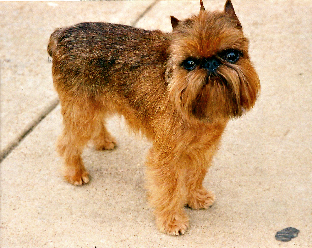 Perro Grifón de Bruselas