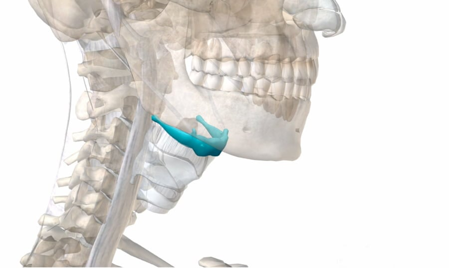 Hueso Hioides es el hueso más raro del cuerpo humano