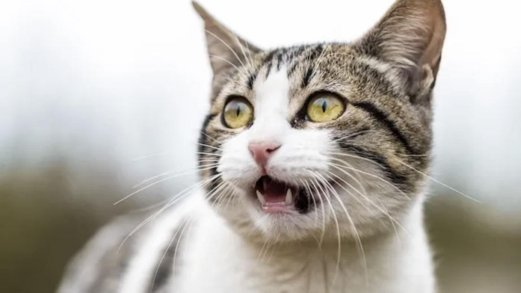 Gato oliendo con cara rara