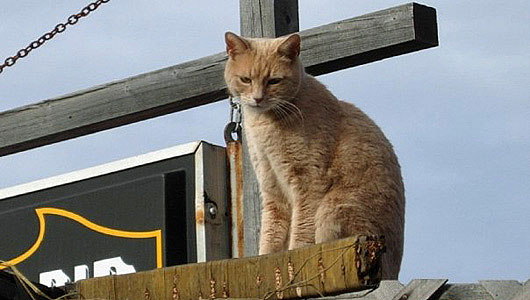 Gato Stubbs de Alaska
