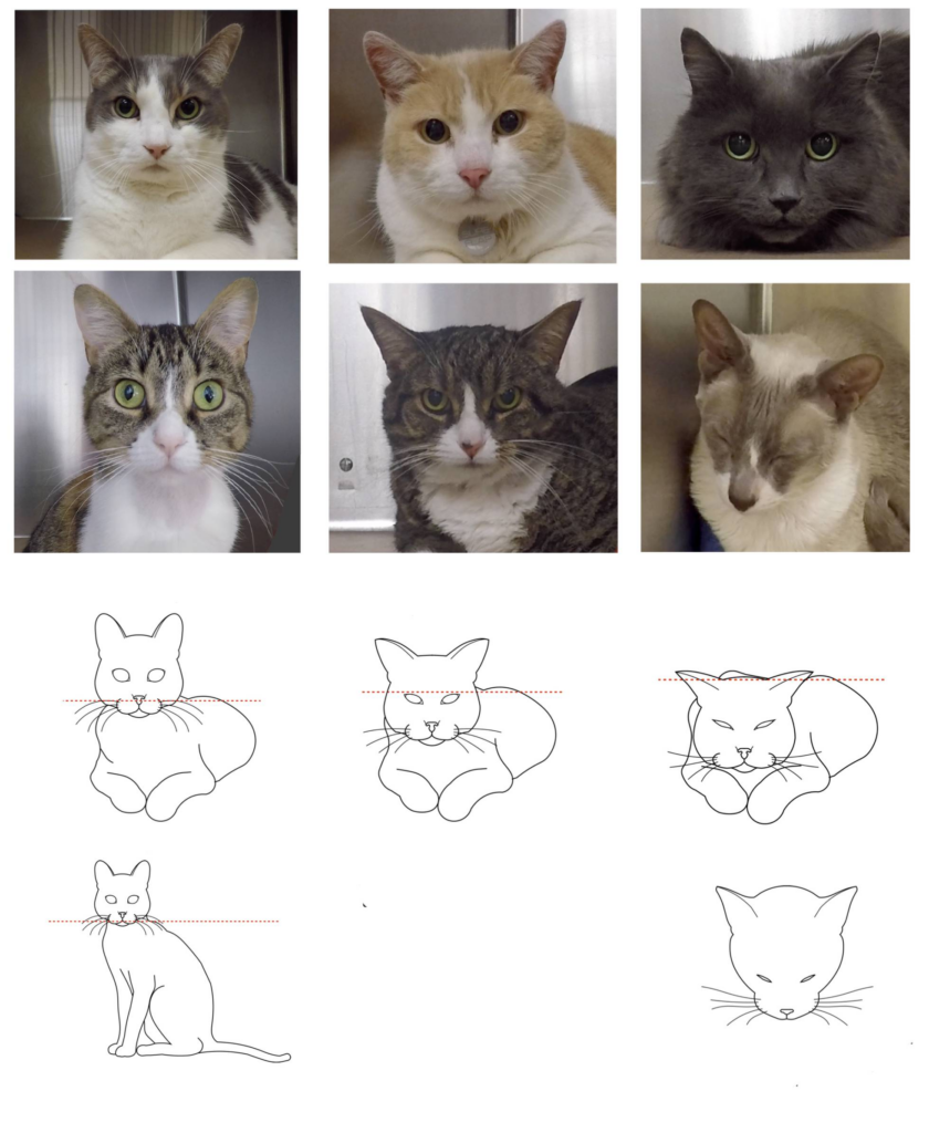 Cara y posición de un gato cuando tiene dolor