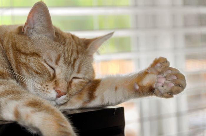 Gato polidáctico con 28 dedos