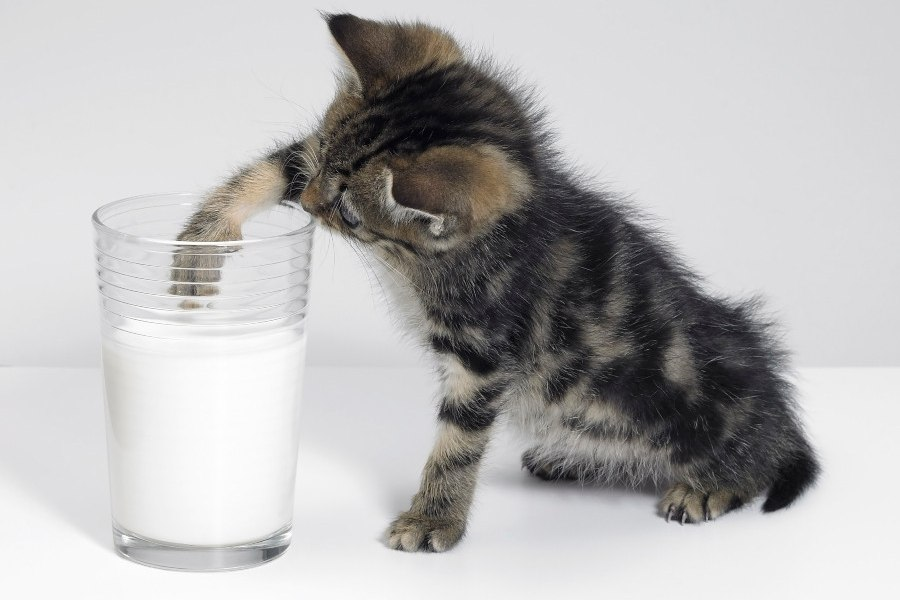 Gato metiendo la zarpa en un vaso de leche