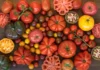 Germinó unas semillas de tomate de 1916 que le mandaron por Instagram y el resultado fue ‘brutal, espectacular’ Variedades de tomate y el tomate de 1916 de Soria