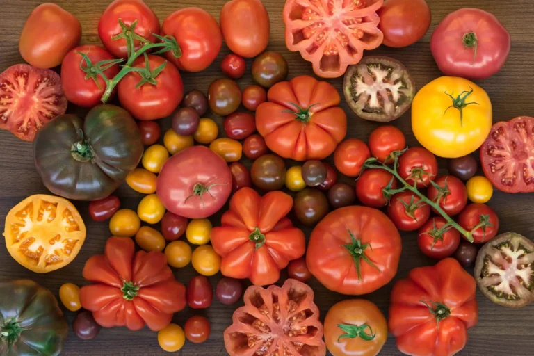 Variedades de tomate y el tomate de 1916 de Soria