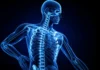 Cuántos huesos tiene el cuerpo humano: 300, 206, 208 o 213, las cuatro respuestas que existen Imagen radiográfica de cuántos huesos tiene el cuerpo humano