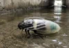 El traje de buceo para cucarachas que ya ha salvado vidas Cucaracha con el traje de buceo que han inventado