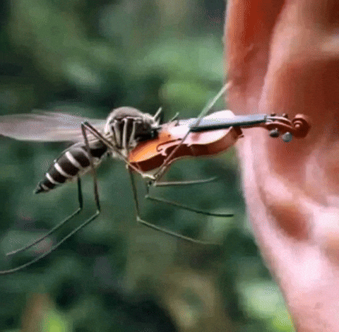 mosquito tocando el violin meme