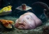 Los 15 peces más raros del mundo (y las fotos que lo demuestran) Los peces más raros del mundo y sus fotos